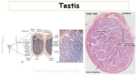 Male Reproductive System Histology Flashcards Quizlet