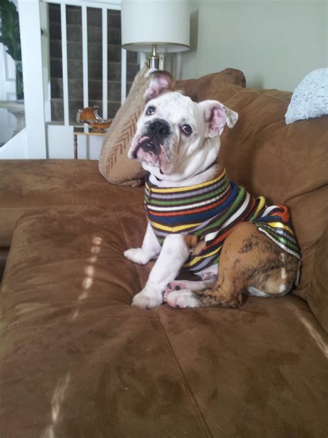 Question for owners! We know they aren’t with us forever. 😢 Knowing