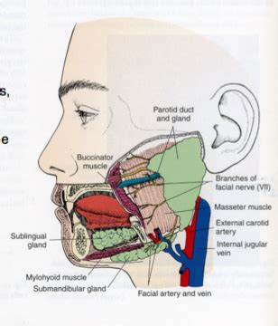 HISTO 2 9 Salivary Glands Flashcards Quizlet