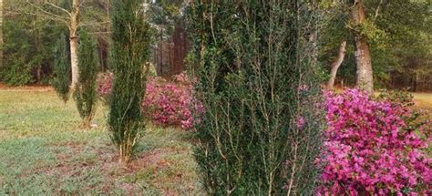 7 Tall And Slender Shrubs For Tight Spaces Shrubs Water Wise