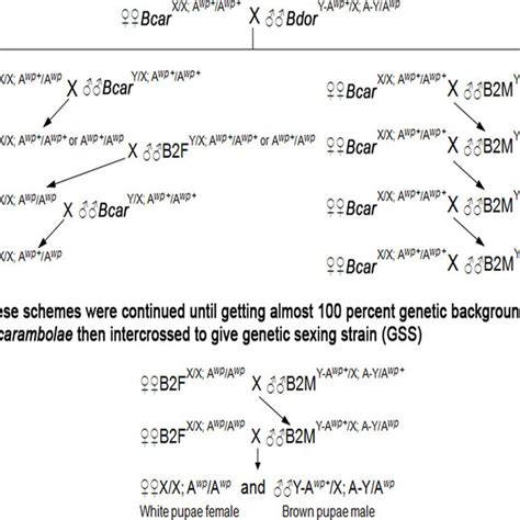 Introgressive Mating Scheme For The Construction Of A Genetic Sexing Of Download Scientific