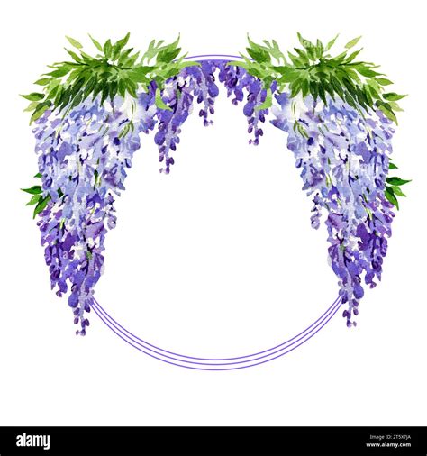 Watercolor Round Frame With Branch Of Wisteria Blossom Flowers Hand