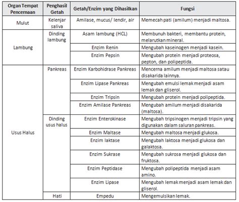 Enzim Dalam Sistem Pencernaan Perumperindo Co Id