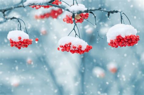 Fond d écran Profondeur de champ la nature rouge neige hiver