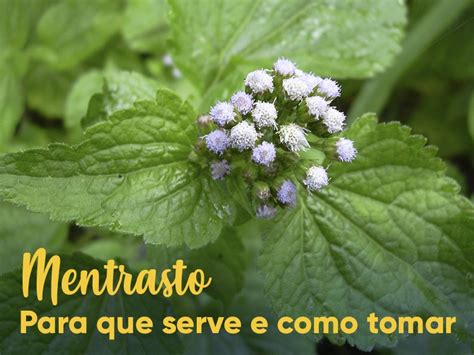 Para Que Serve O Mentrasto - Mentrasto: para que serve e como tomar