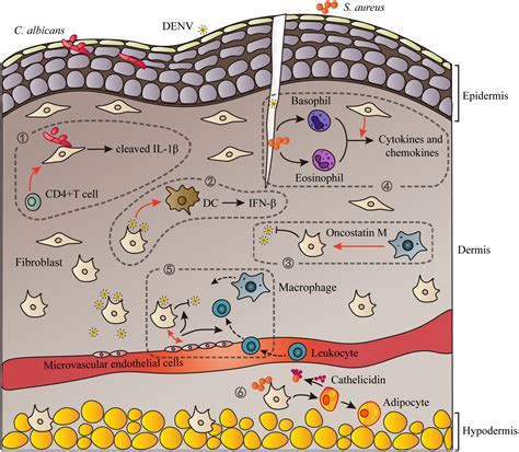 The Immune Function Of Dermal Fibroblasts In Skin Defence Against