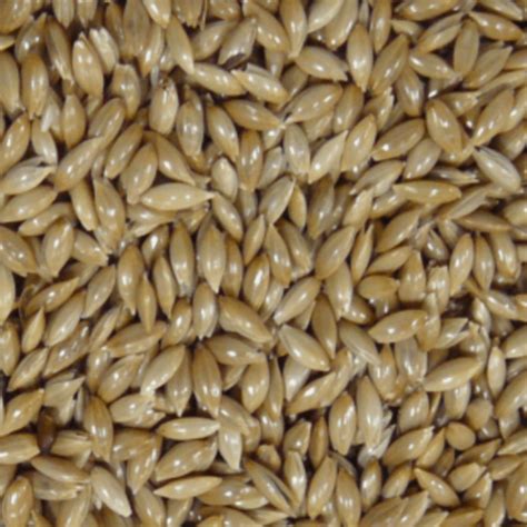 CANARY SEED – Seeds & Cereals (2000) Ltd