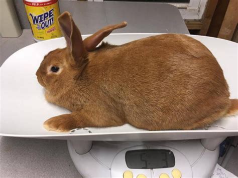 8 Week Old New Zealand Bunny Rabbits Grand Rapids Bunnies For Sale