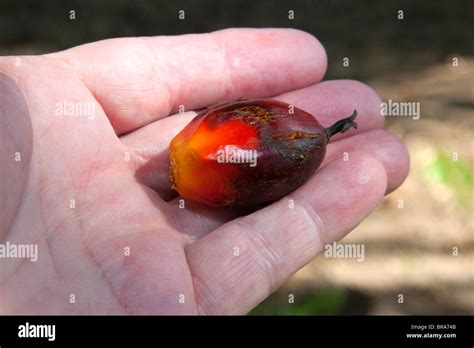 Oil Palm Fruit Hi Res Stock Photography And Images Alamy