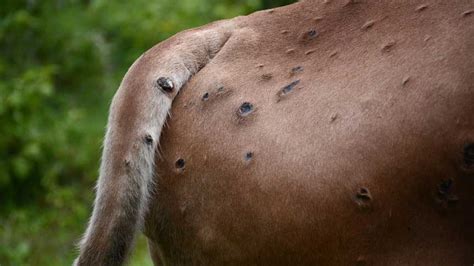 Lumpy Skin Disease Resources Nabsnet