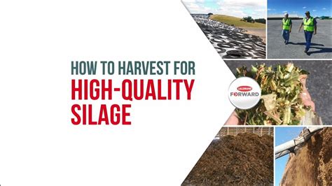 How To Harvest For High Quality Silage Youtube