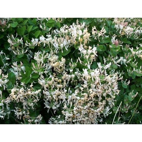 Echtes Geißblatt Samen Lonicera caprifolium Preis 1 95