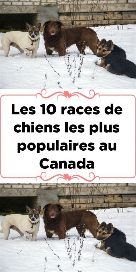 Les 10 Races De Chiens Les Plus Populaires Au Canada In 2023 Movie