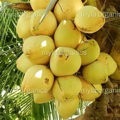 Malayan Yellow And Golden Coconut Plant Cod Hybride Plant At Rs