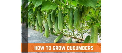 How To Grow Cucumbers Planting Care And Harvesting Farm Plastic Supply