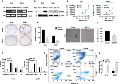 Effect Of Ectopic Expression Of Znf471 On Tumor Growth And