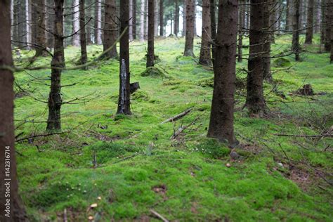 Im Wald Viel Moos Stock Photo Adobe Stock