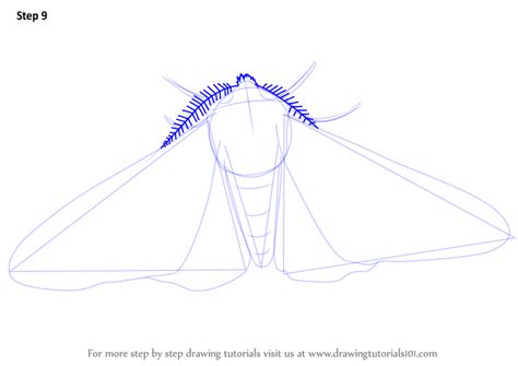 Learn How To Draw A Peppered Moth Insects Step By Step Drawing