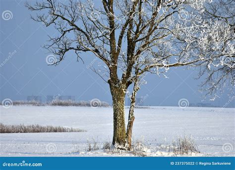 Beautiful Landscape With A Lonely Naked Tree In A Winter Field Stock Photo Image Of Frosty
