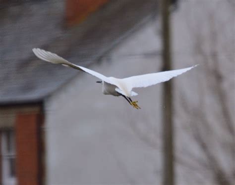 Benson And Ewelme Wildlife Little Egret