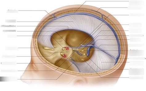 Cranial Meninges Nerves Sinuses Diagram Quizlet