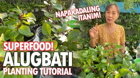 Magtanim Tayo Ng Alugbati Napakadaling Itanim Alugbati Planting