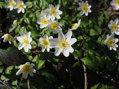 Vaste Planten Voor Droge Schaduw Fotos Wildi