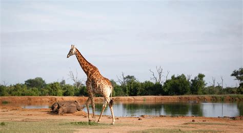 Wo ist es in eSwatini am schönsten Elefant Tours