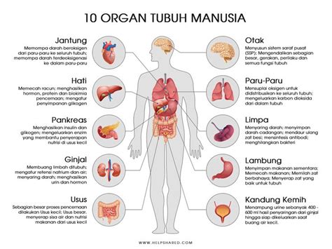 10 Organ Tubuh Manusia Seri C En 2024