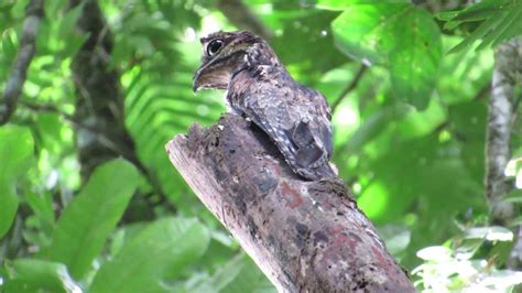 Common Potoo Nyctibius Griseus Pajaro Estaca Youtube