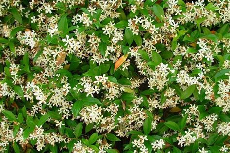 Come Scegliere Le Piante Rampicanti Per Il Terrazzo Sementi Dotto