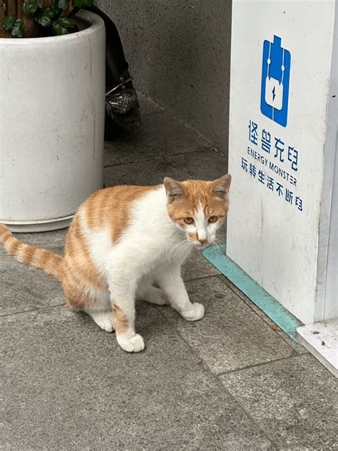 街猫 Street Cat A Crowd Sourced Feeder And Shelter For Stray Cats