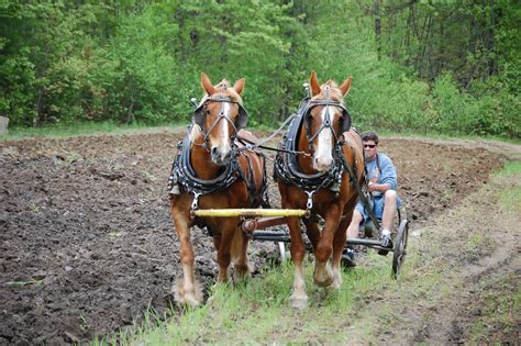 Hooves and Hounds Farm: Plow Day at The Abenaki Draft Horse Club