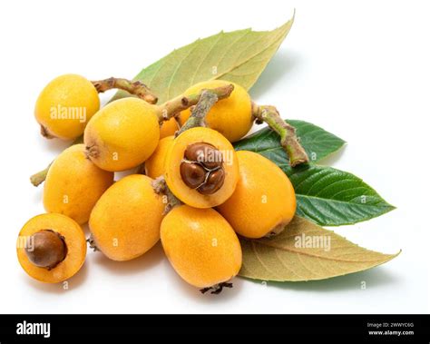 Ripe Perfect Loquats Fruits With Green Leaves Isolated On White