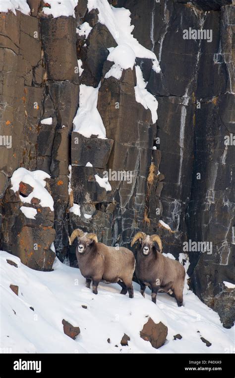 Snow Sheep Ovis Nivicola Rams Along Cliff Putoransky State Nature Reserve Putorana Plateau