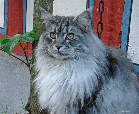 12 Most Popular Cat Breeds for Feline Lovers