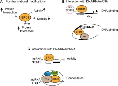 Frontiers The Functions Of Bet Proteins In Gene Transcription Of