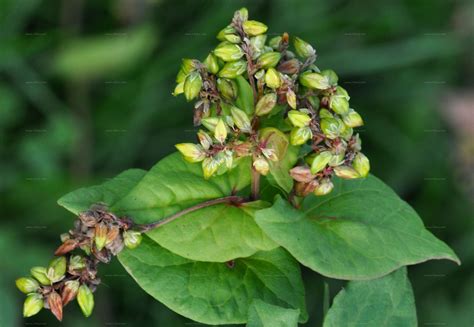Species - Green Buckwheat (Fagopyrum tataricum (L.) Gaertn.)