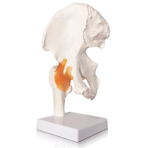 Buy Evotech Hip Joint Model Life Size Hip Bone Model With Flexible