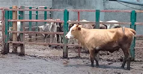 Amenazan Ganaderos Con Bloquear Carreteras