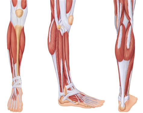 Muscles Of Lower Limb Diagram Quizlet