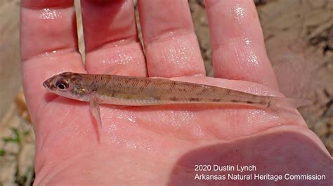 Crystal Darter In July 2020 By Dustin Lynch Anhcagfc Survey Seine