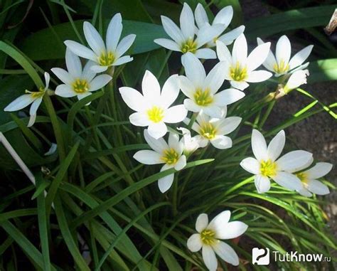 Зефирантес: уход в открытом грунте, фото цветка