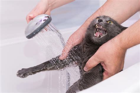 When And How Often To Bathe Your Cat