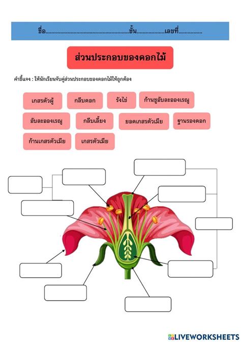 ใบงานส่วนประกอบของดอกไม้ Worksheet