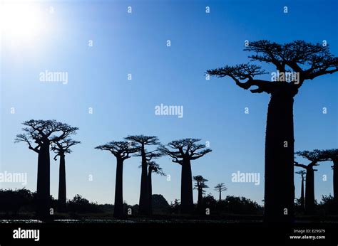 Baobab Trees, Madagascar Stock Photo - Alamy