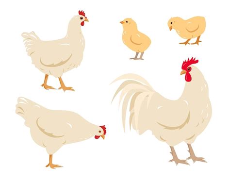 Premium Vector Set Of White Poultry Farm Chicken Birds Rooster Cock