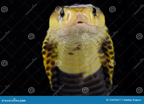 Samar Spitting Cobra Naja Samarensis Stock Image Image Of Danger