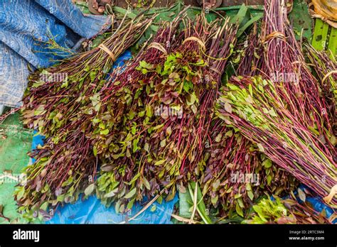 Khat Ethiopia Hi Res Stock Photography And Images Alamy