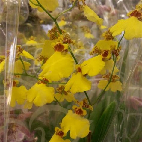 Perfect Yellow Oncidium Orchids Oncidium Orchids Oncidium Orchids